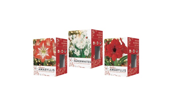 GSB Amaryllis Gift Box Flower Bulb